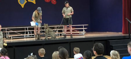 Wildlife Safari Cheetah!